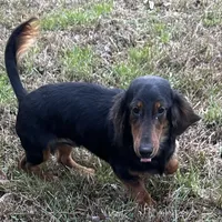 Clyde, a male Dachshund for sale in Georgetown, DE – Photo 7 of 7