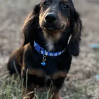 Clyde, a male Dachshund for sale in Georgetown, DE – Photo 5 of 7