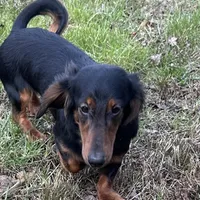 Clyde, a male Dachshund for sale in Georgetown, DE – Photo 1 of 7