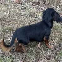 Clyde, a male Dachshund for sale in Georgetown, DE – Photo 3 of 7