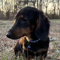 Clyde, a male Dachshund for sale in Georgetown, DE – Photo 2 of 7