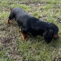 Clyde, a male Dachshund for sale in Georgetown, DE – Photo 6 of 7