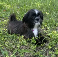 Della, a female Shorkie for sale in Georgetown, DE – Photo 5 of 9