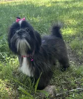 Della, a female Shorkie for sale in Georgetown, DE – Photo 7 of 9