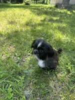 Della, a female Shorkie for sale in Georgetown, DE – Photo 6 of 9