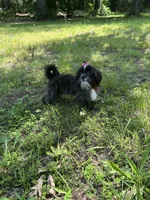 Della, a female Shorkie for sale in Georgetown, DE – Photo 9 of 9