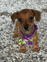 Penny, a female Dachshund and Chorkie for sale in Georgetown, DE – 4 of 6