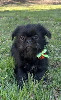 Zorro, a male Pug and Shih Tzu for sale in Georgetown, DE – Photo 1 of 3