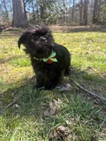 Zorro, a male Pug and Shih Tzu for sale in Georgetown, DE – Photo 3 of 3