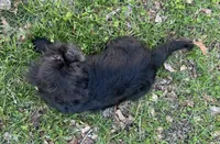 Zorro, a male Pug and Shih Tzu for sale in Georgetown, DE – Photo 2 of 3