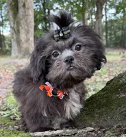 Ashton, a male Shih Tzu for sale in Georgetown, DE – 2 of 4