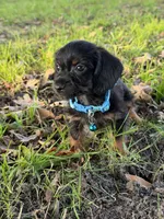 Paxton, a male Chorkie for sale in Georgetown, DE – 5 of 6