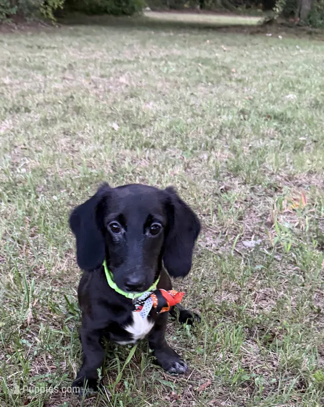 Spidey – Miniature Dachshund puppy for sale in Georgetown, DE