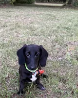 Spidey, a male Miniature Dachshund for sale in Georgetown, DE – 1 of 8