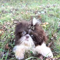 Pete, a male Shih Tzu for sale in Georgetown, DE – Photo 9 of 9