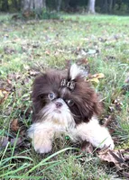 Pete, a male Shih Tzu for sale in Georgetown, DE – Photo 9 of 9