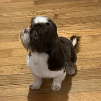 Pete, a male Shih Tzu for sale in Georgetown, DE – Photo 3 of 9