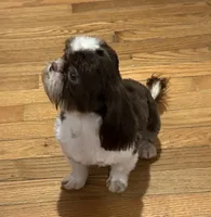 Pete, a male Shih Tzu for sale in Georgetown, DE – Photo 3 of 9