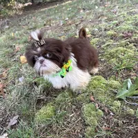 Pete, a male Shih Tzu for sale in Georgetown, DE – Photo 7 of 9