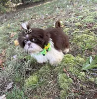Pete, a male Shih Tzu for sale in Georgetown, DE – Photo 7 of 9