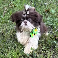 Pete, a male Shih Tzu for sale in Georgetown, DE – Photo 8 of 9
