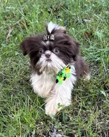 Pete, a male Shih Tzu for sale in Georgetown, DE – Photo 8 of 9