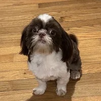 Pete, a male Shih Tzu for sale in Georgetown, DE – Photo 1 of 9