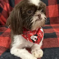 Pete, a male Shih Tzu for sale in Georgetown, DE – Photo 5 of 9