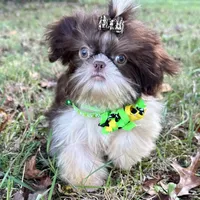 Pete, a male Shih Tzu for sale in Georgetown, DE – Photo 4 of 9