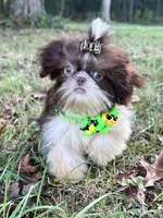 Pete, a male Shih Tzu for sale in Georgetown, DE – Photo 4 of 9