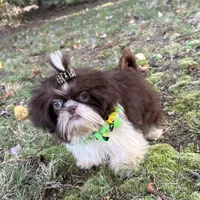 Pete, a male Shih Tzu for sale in Georgetown, DE – Photo 6 of 9