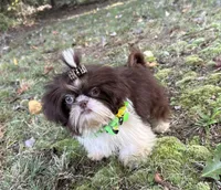 Pete, a male Shih Tzu for sale in Georgetown, DE – Photo 6 of 9