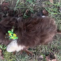 Pete, a male Shih Tzu for sale in Georgetown, DE – Photo 2 of 9