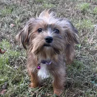 Reba, a female Shorkie for sale in Georgetown, DE – Photo 4 of 5