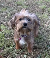 Reba, a female Shorkie for sale in Georgetown, DE – Photo 4 of 5