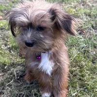 Reba, a female Shorkie for sale in Georgetown, DE – Photo 5 of 5