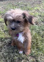 Reba, a female Shorkie for sale in Georgetown, DE – Photo 5 of 5