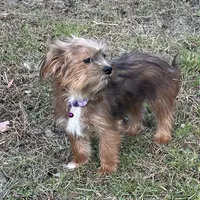 Reba, a female Shorkie for sale in Georgetown, DE – Photo 2 of 5