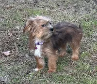 Reba, a female Shorkie for sale in Georgetown, DE – Photo 2 of 5