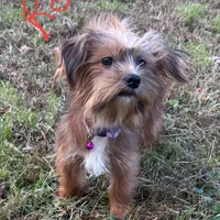 Reba, a female Shorkie for sale in Georgetown, DE – Photo 1 of 5