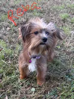 Reba, a female Shorkie for sale in Georgetown, DE – Photo 1 of 5