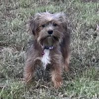 Reba, a female Shorkie for sale in Georgetown, DE – Photo 3 of 5