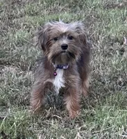 Reba, a female Shorkie for sale in Georgetown, DE – Photo 3 of 5