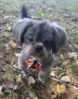 Smokey, a male Shih Tzu for sale in Georgetown, DE – 3 of 7