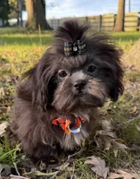 Ashton, a male Shih Tzu for sale in Georgetown, DE – 1 of 4