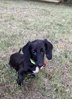 Spidey, a male Miniature Dachshund for sale in Georgetown, DE – 6 of 8