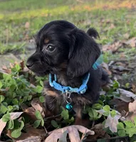 Paxton, a male Chorkie for sale in Georgetown, DE – 2 of 6