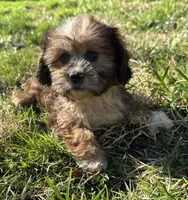 Aspen, a male Dachshund and Shih Tzu for sale in Georgetown, DE – Photo 6 of 7