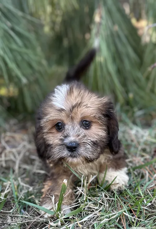 Aspen – Dachshund, Shih Tzu puppy for sale in Georgetown, DE