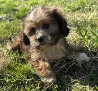 Aspen, a male Dachshund and Shih Tzu for sale in Georgetown, DE – Photo 5 of 7